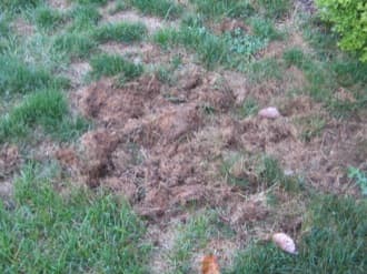 grub damage