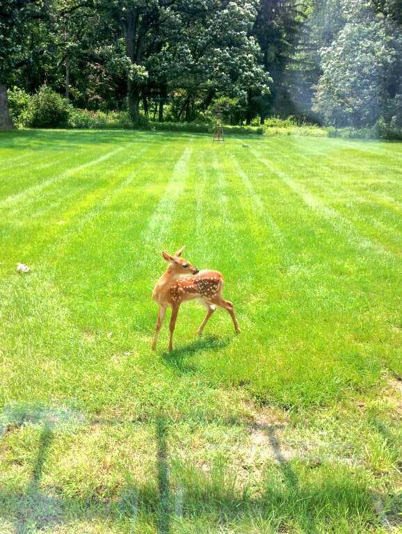 deer2